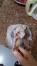 東來(lái)順 內蒙古羔羊原切帶肉棒骨2斤羊腿手把肉煲湯燉煮 清真中華老字號 曬單實(shí)拍圖