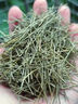 ZOCI長(cháng)白山松針茶500g中藥材特級新鮮馬尾全白紅松針葉泡水官方店甄選 【試用裝/貴在運費】干松針10g 曬單實(shí)拍圖