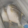 【順豐包郵】新鮮特大金鯧魚(yú)鮮活冷凍海魚(yú)金昌魚(yú)平魚(yú)白鯧海魚(yú)冰鮮 1條裝【每條0.8-1斤】 曬單實(shí)拍圖
