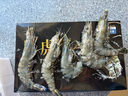 天縱良材 巨型黑虎蝦 大蝦類(lèi)新鮮老虎蝦 斑節蝦對蝦 印度洋鮮活急凍 禮盒 特大黑虎蝦22-28只 2.7斤(凈重) 曬單實(shí)拍圖