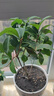 開時果 四季桂花盆栽樹苗濃香型 新中式盆景辦公室內(nèi)綠植物源頭直發(fā)包郵 精品四季桂+原土發(fā)貨（不含盆） 【整高約40-50cm左右】 曬單實拍圖