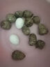 新鮮農(nóng)家谷物鮮雞蛋  現(xiàn)撿現(xiàn)發(fā) 破損包賠 新鮮營養(yǎng) 單枚50g-60g 30枚裝 曬單實拍圖