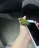繡眼鳥(niǎo)飼料小顆粒幼鳥(niǎo)專(zhuān)用鳥(niǎo)食防水便飼料繡眼鳥(niǎo)糧開(kāi)口料提性亮羽 1小罐【體驗裝】面包蟲(chóng)干1500m 曬單實(shí)拍圖