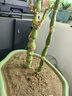 佛肚竹盆景竹苗 室內常青客廳盆栽綠植 羅漢竹庭院假山吸水石竹子D7 4-5棵小苗不帶肚子 精品佛肚竹5年苗一棵 曬單實(shí)拍圖