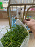 炫邁 冰爆無(wú)糖口香糖 咖啡味40粒56g1瓶裝 糖果休閑零食 清新口氣 曬單實(shí)拍圖