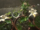 柏農重瓣香水百合花種球四季開(kāi)花好養易活盆栽鮮花庭院綠植物花卉種子 維多利亞【5種球帶盆栽好發(fā)貨】 曬單實(shí)拍圖