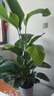 植男植女天堂鳥(niǎo)盆栽客廳室內(nèi)好養(yǎng)大型落地真綠植辦公室大葉植物源頭直發(fā) 曬單實(shí)拍圖