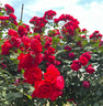1.6米藤本月季特大花濃香庭院爬藤攀援植物薔薇花苗陽(yáng)臺玫瑰盆栽 【蒂娜】多分枝精選母本大苗1.6米高左右 曬單實(shí)拍圖