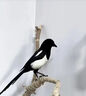 喜鵲飼料幼鳥(niǎo)鳥(niǎo)糧專(zhuān)用糧食灰山雛鳥(niǎo)壯膘亮羽營(yíng)養糧紅嘴通用型飼料 一袋【喜鵲專(zhuān)用糧】 曬單實(shí)拍圖