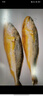 三都港 鮮凍原條黃花魚凈重2斤/2條 寧德大黃魚 海魚 生鮮 燒烤 曬單實拍圖