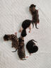炊大皇 鍋蓋 組合蓋不銹鋼鍋蓋玻璃蓋炒鍋蓋 透明可視34cm 曬單實(shí)拍圖