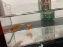 招財寵物魚(yú)冷水觀(guān)賞草金魚(yú)錦鯉魚(yú)好養耐活包郵包活 【1-3厘米】 招財金魚(yú)3條裝 曬單實(shí)拍圖