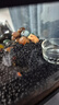 卡奇魚 斑馬魚 淡水魚 觀賞魚 小型觀賞魚 熱帶魚 蝶翼斑馬熒光好養(yǎng)易活 糖果斑馬20條1.5-2.5cm最少4種色 曬單實拍圖