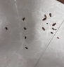 初蔓蟑螂藥特效強力全窩端蟲卵雙殺日本滅除蟑螂神器呋蟲胺蟑螂誘餌盒 【日本進口】呋蟲胺蟑螂藥*12枚 東來超市熱銷同款蟑螂藥TOP榜 曬單實拍圖