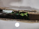 盆景吸甲醛臥室大盆金魚(yú)吊蘭植物室內好養花卉開(kāi)花凈化空氣甲吸醛 凈宅聚財【金魚(yú)(玉)滿(mǎn)堂-多色】澆水就爆花 扦插枝條【1-3枝】沒(méi)有帶根 曬單實(shí)拍圖