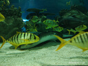 金號(hào)（KING SHORE）學(xué)生枕芯 A類全棉親子護(hù)頸枕 超細(xì)羽絲絨枕頭學(xué)生宿舍單只40*60cm 曬單實(shí)拍圖