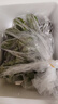 靜益樂源廣西小米蕉 粉蕉 新鮮香蕉水果 凈重4.5-5斤裝 曬單實拍圖