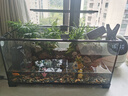 西游水族烏龜缸超白玻璃生態(tài)造景龜魚(yú)缸一體混養生態(tài)缸客廳專(zhuān)用家用飼養缸 60雨林豪華全套【缸+做好成品發(fā)貨+設備】 曬單實(shí)拍圖