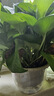 雙盟綠蘿盆栽除甲醛花卉綠植辦公室新房凈化空氣180加侖2盆裝源頭直發(fā) 曬單實拍圖