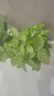 開(kāi)時(shí)果 茉莉花盆栽濃香型 桌面綠植物陽(yáng)臺(tái)花卉樹(shù)苗盆景擺件源頭直發(fā)包郵 精品茉莉花5-10株【豎紋白瓷盆】 曬單實(shí)拍圖