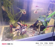 沃韋朗（VOONLINE）魚(yú)缸硝化細菌 高濃縮消化細菌液魚(yú)池 1L凈水劑水族活菌護理液 曬單實(shí)拍圖