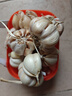 【百萬單爆品】紫白皮蒜水果大蒜超市生鮮蔬菜調(diào)料即食蒜 【優(yōu)選】 1斤 單果3.5-5cm 曬單實(shí)拍圖