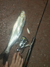 夢(mèng)輝炮彈之子狗水面系釣翹嘴軍魚(yú)水面之子狗路亞餌 白條 5克 曬單實(shí)拍圖