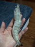 東上御品 國產(chǎn)青島大蝦 特大號白蝦 2030規格 凈重3斤 盒裝活凍 曬單實(shí)拍圖
