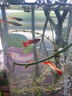 瘋狂水草孔雀魚(yú)活體水族寵物觀(guān)賞魚(yú)冷水耐活小型熱帶魚(yú)淡水魚(yú)苗 鴻運當頭1對【4CM左右】 曬單實(shí)拍圖