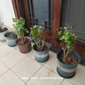 濃香型特級重瓣茉莉花大棵特大號老樁花卉綠植盆景B 苗場(chǎng)清場(chǎng)地 11年茉莉老樁一盆可泡茶 曬單實(shí)拍圖