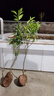CHUANGSHIJI沙糖桔樹(shù)苗南方北方種植橘子樹(shù)苗柑桔果樹(shù)果苗嫁接砂糖地栽盆栽 5年粗壯苗 (當年結果) 81cm(含)-110cm(含) 曬單實(shí)拍圖