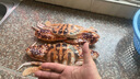 南海特大紅花蟹銹斑蟳梭子蟹當天到港精選滿(mǎn)肉空運冷鏈新鮮到家 凈重 3斤 每只1斤-2斤特大蟹 曬單實(shí)拍圖