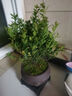 小葉赤楠盆景植物辦公花卉基地直銷(xiāo)批發(fā)綠植盆栽室內擺件花卉綠植 赤楠+舍得陶瓷盆+苔蘚+復古底座 曬單實(shí)拍圖