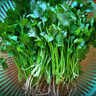 帶根香菜100g 曬單實(shí)拍圖