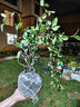 風(fēng)車(chē)茉莉爬藤植物庭院大苗絡(luò)石藤銀絲茉莉花四季開(kāi)花盆栽花卉好養(yǎng) 1米左右高度三顆+肥 帶點(diǎn)土發(fā)貨【不含盆】 曬單實(shí)拍圖