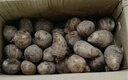 京地達山東牛奶小芋頭凈重5斤中果單果30g+細(xì)膩粉糯源頭直發(fā)包郵 曬單實拍圖