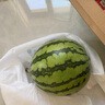 【產(chǎn)地直采】麒麟奶油西瓜 約5.5kg 曬單實拍圖