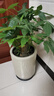大型植物發(fā)財(cái)樹(shù)各種大顆盆栽開(kāi)業(yè)喬遷客廳辦公室內(nèi)好養(yǎng)大型綠植 獨(dú)桿發(fā)財(cái)樹(shù)40-50cm（不含盆） 曬單實(shí)拍圖