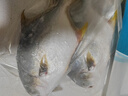 翔泰海南深海金鯧魚700g 2條 燒烤 火鍋 生鮮魚類 BAP認證 海鮮水產(chǎn) 曬單實拍圖