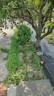 農用防草布除草布加厚耐用園藝地布果園果樹(shù)遮草蓋草布抑草透氣膜 零裁1米寬x10米長(cháng) 曬單實(shí)拍圖
