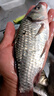 神鯊黑韌魚(yú)竿手竿4.5米超輕超細碳素鯽魚(yú)竿37調釣魚(yú)竿臺釣竿漁具套裝 曬單實(shí)拍圖