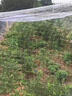 果園大棚加粗尼龍網(wǎng)果樹(shù)稻谷櫻桃葡萄梨樹(shù)草莓防鳥(niǎo)魚(yú)塘泥鰍天網(wǎng) 抗老化2.5網(wǎng)孔【尼龍新款】 網(wǎng)子是整條發(fā)貨拉開(kāi)以后長(cháng)度會(huì )縮短 曬單實(shí)拍圖