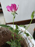 月季花苗四季開(kāi)花大花濃香型灌木月季苗庭院陽(yáng)臺盆栽地栽玫瑰花苗 天方夜譚【大花濃香，多季節開(kāi)花】 扦插小苗15-25cm高 1棵 曬單實(shí)拍圖