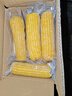 京鮮生 東北黃糯玉米250g*10棒 新鮮甜糯玉米棒真空包裝粘玉米 源頭直發(fā) 曬單實拍圖