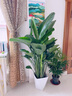 卉優(yōu)特級天堂鳥(niǎo)盆栽客廳室內大型綠植辦公室居家植物新房吸除甲醛好養 特級天堂鳥(niǎo)1.3-1.4m【菱形盆】 曬單實(shí)拍圖