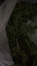 牛寵苜蓿草紫花干草兔子糧草幼兔食用龍貓豚鼠吃的糧食苜宿草兔糧飼料 1000g 曬單實拍圖