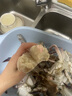 舟山梭子蟹鮮活特大野生大螃蟹新鮮冷凍海鮮水產(chǎn)海蟹飛蟹白蟹順豐 9兩以上/只【5斤凈重 超大肥美】 曬單實(shí)拍圖