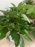 行湘平安樹盆栽大型綠植新房植物 平安樹1-1.2米+菱形樹脂盆 源頭直發(fā) 曬單實(shí)拍圖