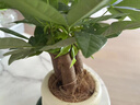 植男植女發(fā)財樹室內(nèi)桌面綠色懶人綠植盆栽花卉鮮活好養(yǎng)護觀葉耐旱源頭直發(fā) 曬單實拍圖