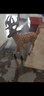 彌鹿（MiDeer）動物模型兒童仿真玩具寶寶禮物水陸野生動物園動物大套裝-15pcs 曬單實拍圖